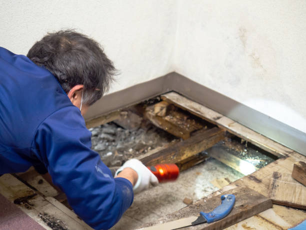 Best Attic Mold Removal  in Country Walk, FL